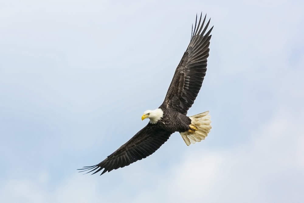 soar-like-an-eagle